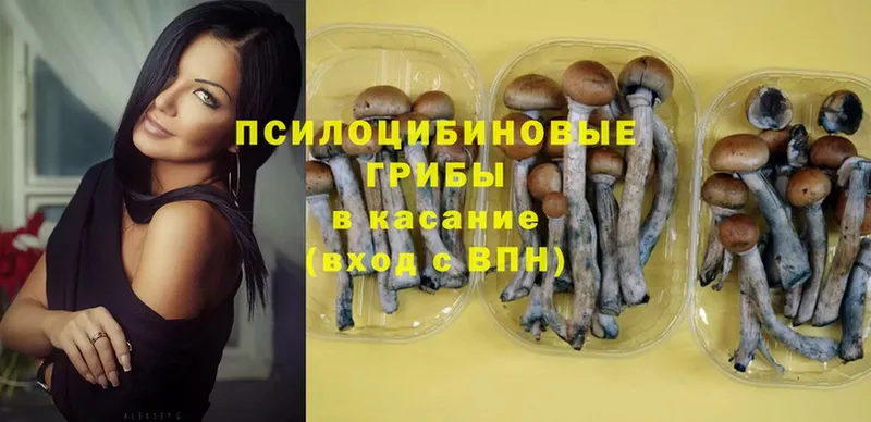 Псилоцибиновые грибы Psilocybe  Болхов 